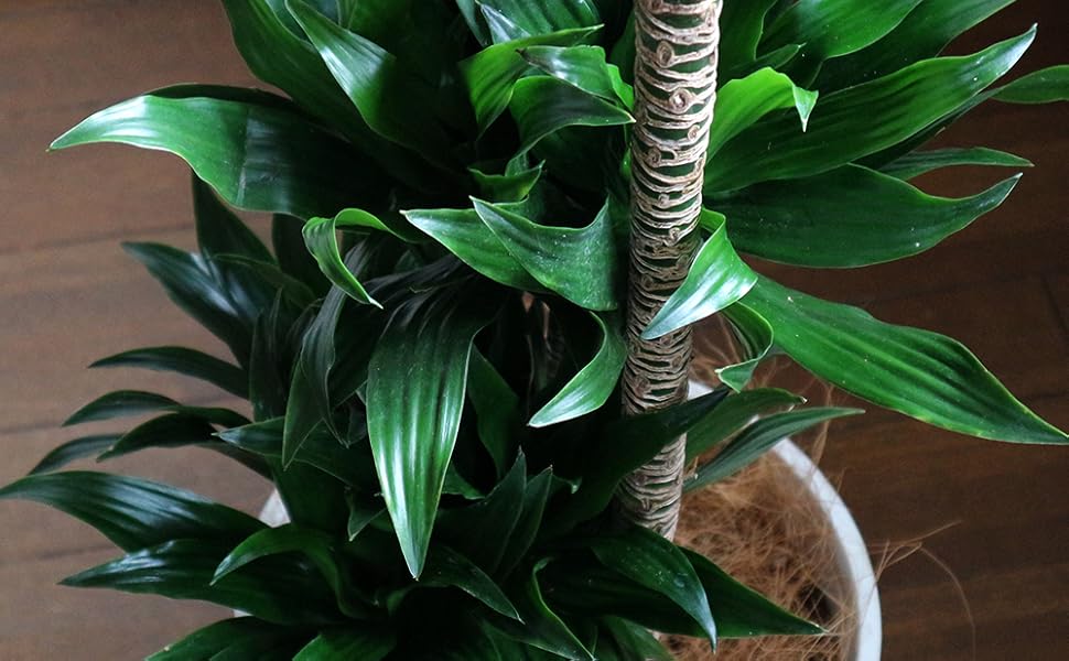 Amazon Co Jp ドラセナ コンパクター 観葉植物 中型 8号プラスチック鉢 鉢底からの高さ 約95cm 葉張り 約30cm 品種で選べる 観葉植物 リビングやオフィス向きサイズ 1個 学名 Dracaena Deremensis Compacta キジカクシ科ドラセナ属 原生地 熱帯アフリカ 初心者