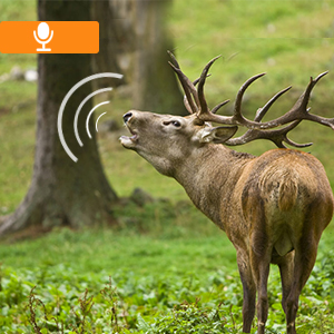 trail camera with night vision