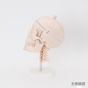 Amazon.co.jp: 頭蓋骨模型 (頸椎付) [ 人体模型 骨格模型 骨格