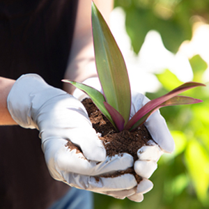 Sterling Gardening