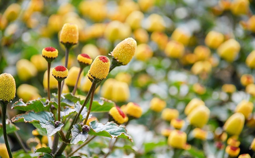 Outsidepride Toothache Herb Plant Seeds 5000 Seeds