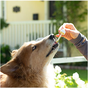 Hemp Oil For Dogs, Dog Anxiety Relief, Hemp Oil For Cats, Anxiety Medication For Dogs, Dog Hemp Oil