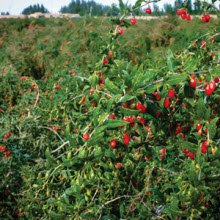 vegan vegetarian whole food superfood antioxidant diet halal kosher lactose nutrition essential 