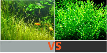 LED Aquarium