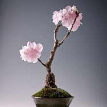 portable backdrop stand