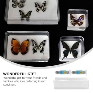 Amazon | 1 セット ボックス 標本箱 展示ケース カブトムシ