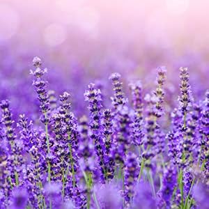 Bean, Aromatherapy, Cover, Cordless, Purple, Gray, Multipurpose, Washable, Menstrual, Buddy