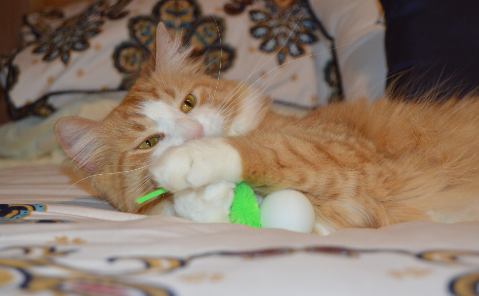 orange and white cat lying on bed playing with a wiggly pong call toy ball
