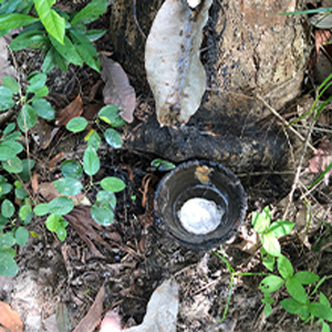 plant based dog toys