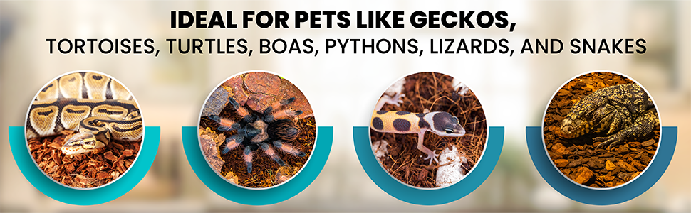 organic pets like geckos, tortoises, turtles, boas, pythons, lizards, and snakes
