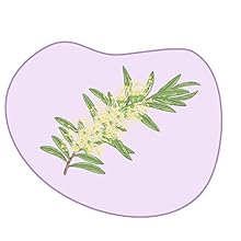 witch hazel