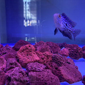 Amazon Com qli 400g Sphere Bio Filter Media For Marine And Freshwater Aquariums Red Volcanic Rock Pet Supplies