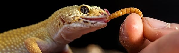 gecko eating mealworm superworm hornworm hookworm