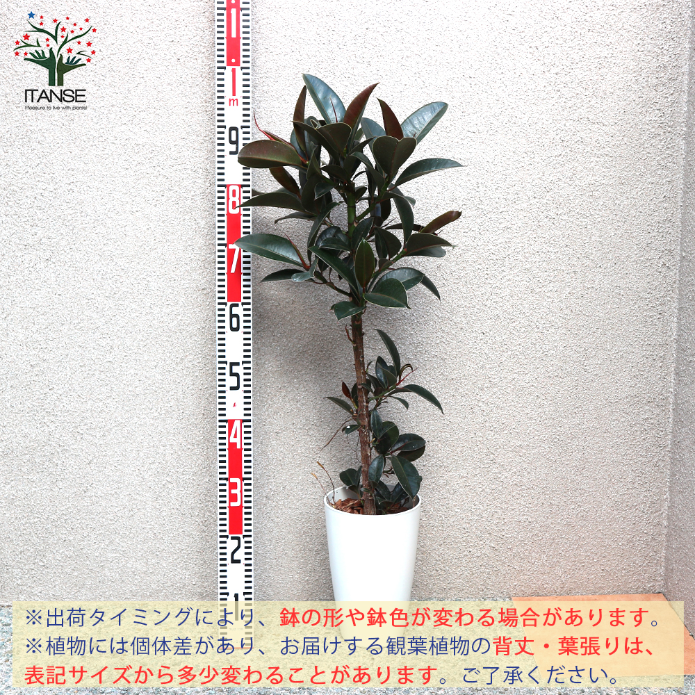 Amazon Co Jp フィカス ベリーズ ゴムの木の仲間 観葉植物 中型 7号プラスチック鉢 品種で選べる観葉植物 リビングやオフィス向きサイズ 1個売り 学名 Ficus Elastica Belize クワ科 フィカス属 原生地 インド北東部 マレー半島 初心者にも丈夫で育てやすい Amazon Co Jp フィカス ベリーズ ゴムの木の仲間 観葉植物 中型 7号プラスチック鉢 品種で選べる観葉植物 リビングやオフィス向きサイズ 1個売り 学名 Ficus Elastica Belize クワ科 フィカス属 原生地 インド北東部 マレー半島 初心者にも丈夫で育てやすい
