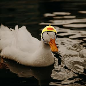 鳥の帽子 Amazon.co.jp: FUNOMOCYA 鶏用ヘルメット 鶏用帽子 鶏用