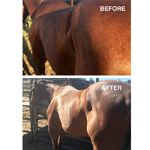 forco pellets, forco supplement, probiotics horse, forco feed probiotics for horses, probiotic horse