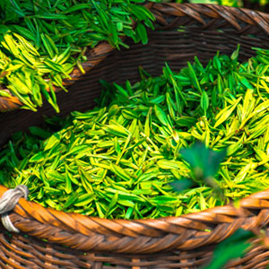 Green tea oil 
