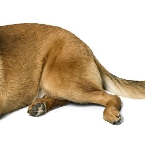 Hemp Chews for Dogs Hip and Joint Supplements