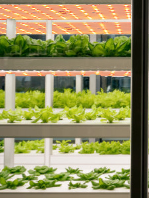 grow light panel for indoor plants