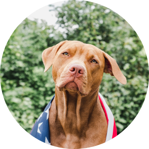 probiotic supplement for dogs made in USA