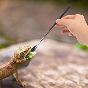 Amazon | FOMIYES 爬虫類 フード スプーン、 3個 パウダー