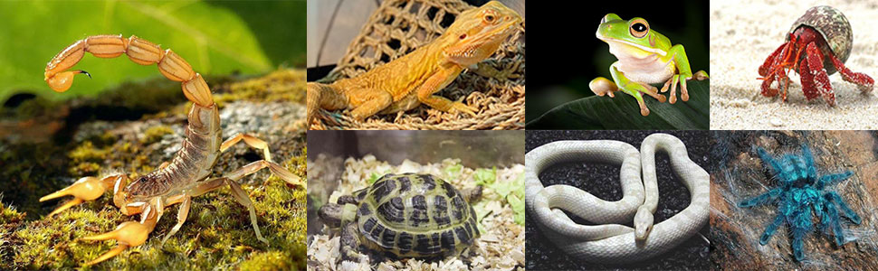 Basking Platform for Turtles