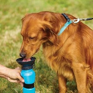 dog water bottel