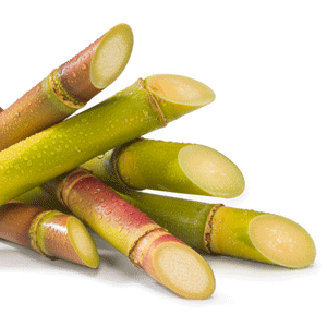 Sugar Cane