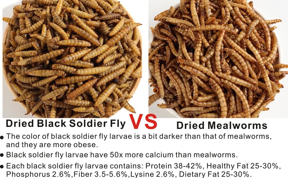 6LBS Black Soldier Fly Larvae Superior to Dried Mealworms