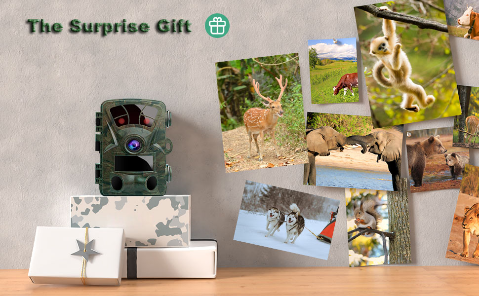 deer hunting cameras