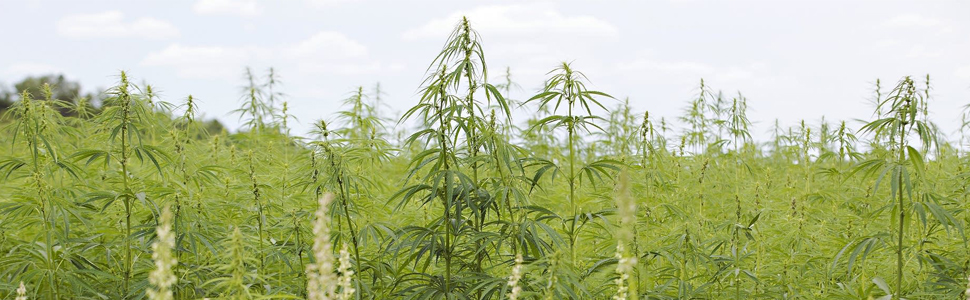 Women,incontinence,protector,underwear,briefs,hipsters,panties,lounge,undergarment,Period,menstrual