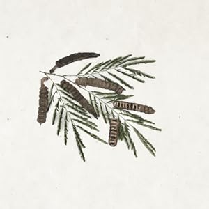 triumph & disaster shampoo keratin argan oil hair haircare grooming moisturize sulphate-free gentle