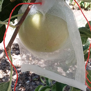 Fruit Protection Bags for Fruit Trees Fruit Netting Drawstring Garden Plant Protector Mesh Cover Bag