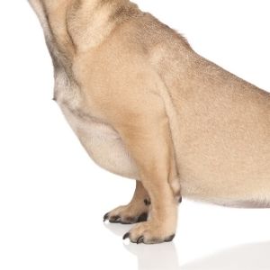 Hemp Chews for Dogs Hip and Joint Supplements