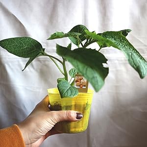 Amazon ほおずきトマト ゴールデンベリー 一度食べると独特の食味でリピーター続出 9cmポット自根苗 2個セット 普通のトマト程度に背が高くなる 多収穫タイプ 果実は直径2cm前後 果重は10g前後 糖度は12 15度 完熟青果はまるでマンゴーのような独特の甘い香り Amazon ほおずきトマト ゴールデンベリー 一度食べると独特の食味でリピーター続出 9cmポット自根苗 2個セット 普通のトマト程度に背が高くなる 多収穫タイプ 果実は直径2cm前後 果重は10g前後 糖度は12 15度 完熟青果はまるでマンゴーのような独特の甘い香り