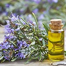 Rosemary OIl