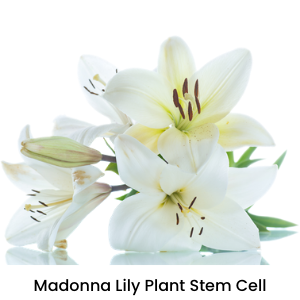 Madonna Lilly Plant Stem Cell 