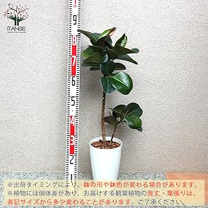 フィカス・エラスティカ（ゴムの木）約1.5メートル ゴムの木（フィカス・エラスティカ） [D115] | maumflower