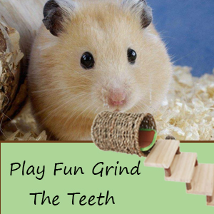 Hamiledyi Hamster Climbing Ladder Wood Stair and Hanging Hammock Set Wooden Molar Toys Cage Accessories for Syrian Hamster Gerbil Mice 24 1