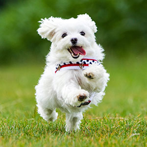 Hemp Oil For Dogs, Dog Anxiety Relief, Hemp Oil For Cats, Anxiety Medication For Dogs, Dog Hemp Oil