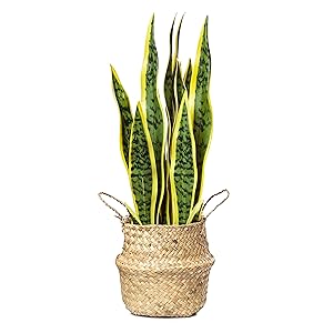 realistic snake plant