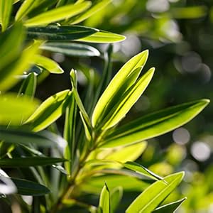 intimate wash, intimate wash for men, intimate wash men, intimate hygiene wash for men