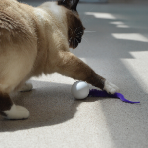 siamese cat pawing a wiggly pong cat ball toy