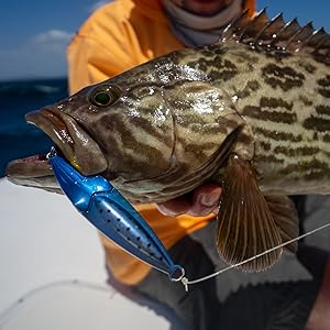 grouper