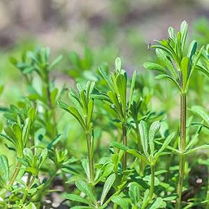 Gluten Free, Made in the USA, Kosher, Animal Cruelty Free, 