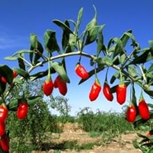 Red goji berries