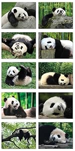 panda bears zoo adorable cute kids children child toddler infant newborn china chinese