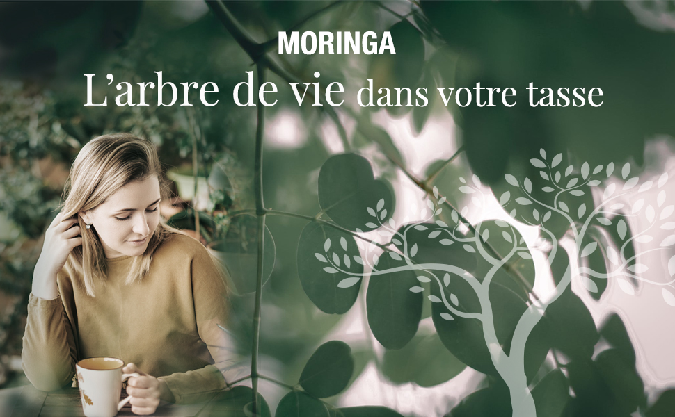moringa feuilles sechees feuille de moringa moringa tea infusion moringa