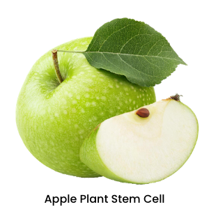 Apple Stem Cell 