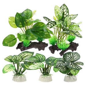 Standard Single Image & Highlights